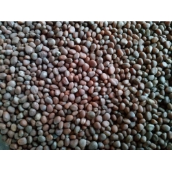 Rzodkiew oleista Romesa C1  1 kg